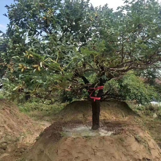 张家口牡丹树 洛阳红紫瓣 白色深黑色 等适合各种别墅独院酒店家用盆栽