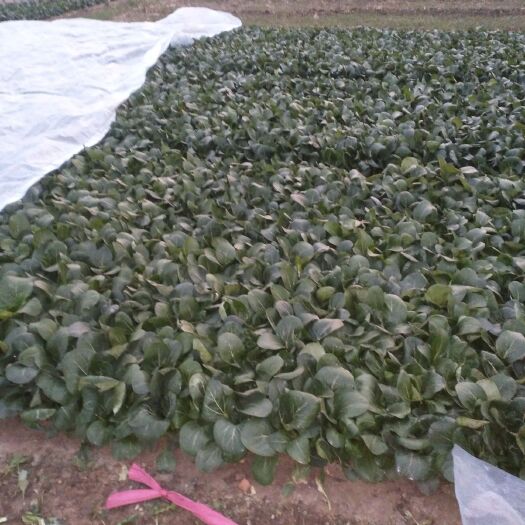 唐山北方小油菜