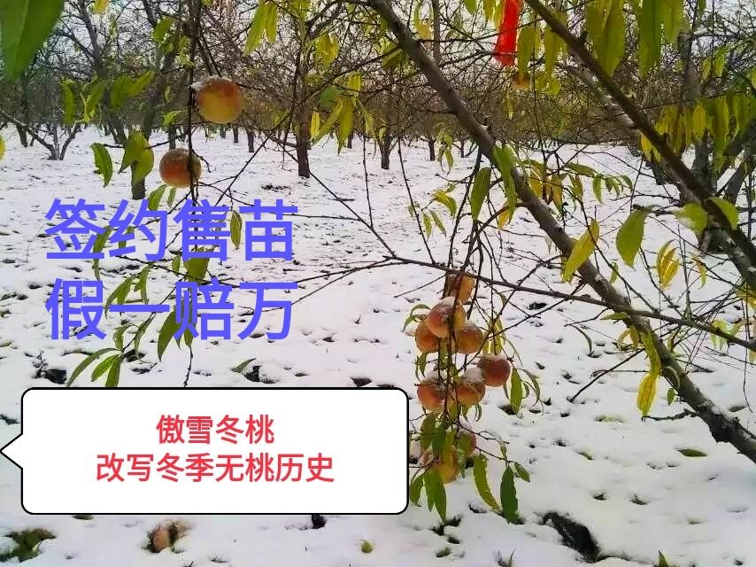 冬桃苗  傲雪冬桃树苗，极晚熟冬桃新品种，签约售苗保证纯度