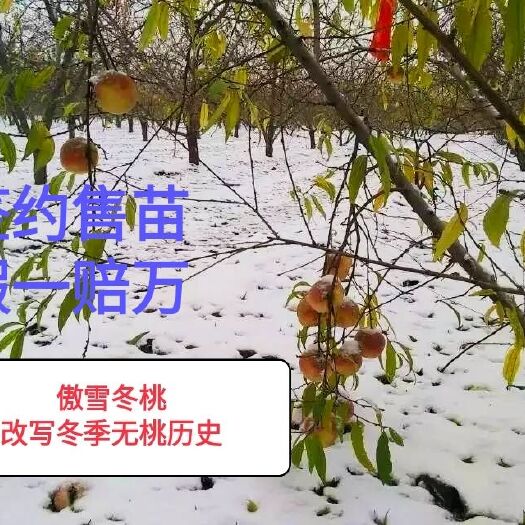 冬桃苗  傲雪冬桃树苗，极晚熟冬桃新品种，签约售苗保证纯度