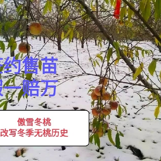 寿光市冬桃苗  傲雪冬桃树苗，极晚熟冬桃新品种，签约售苗保证纯度