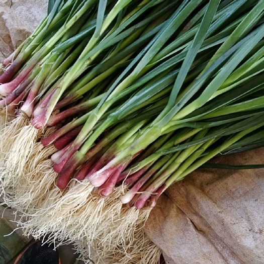 玉溪红根蒜苗 50 - 60cm