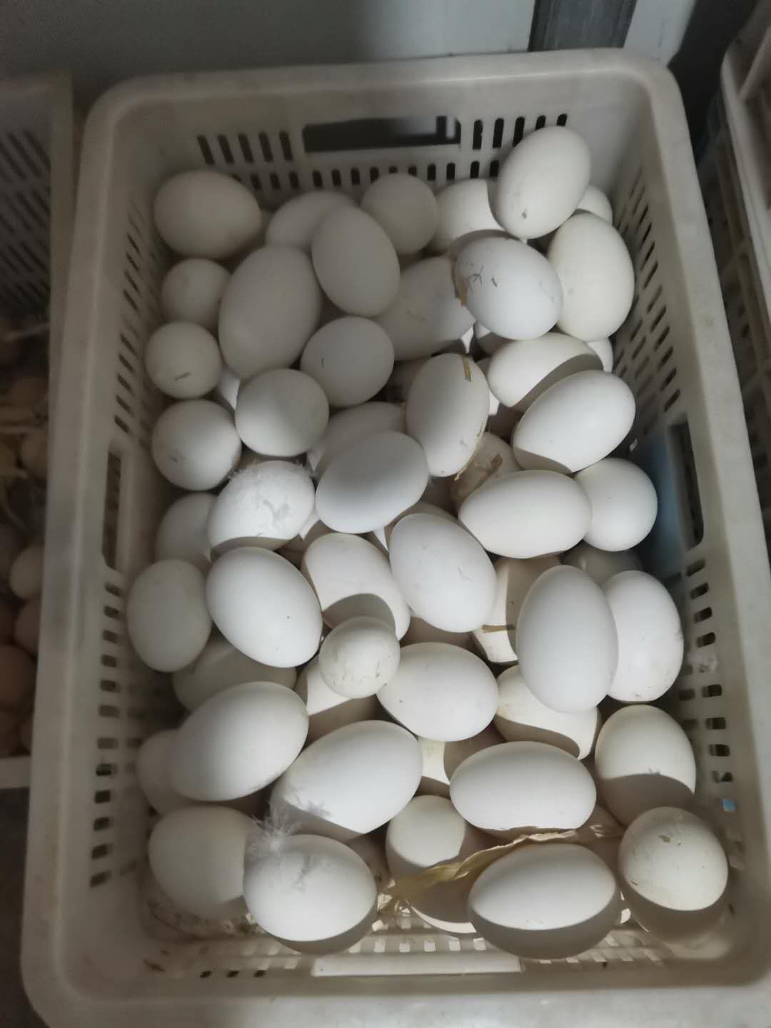 鲜鹅蛋 孵化 散装