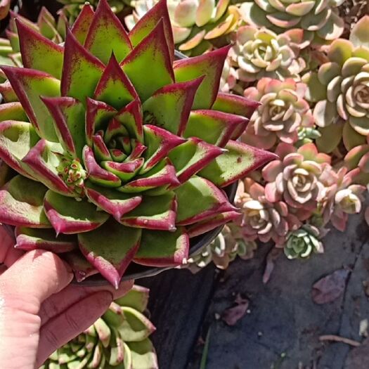 昆明多肉植物 红檀汁