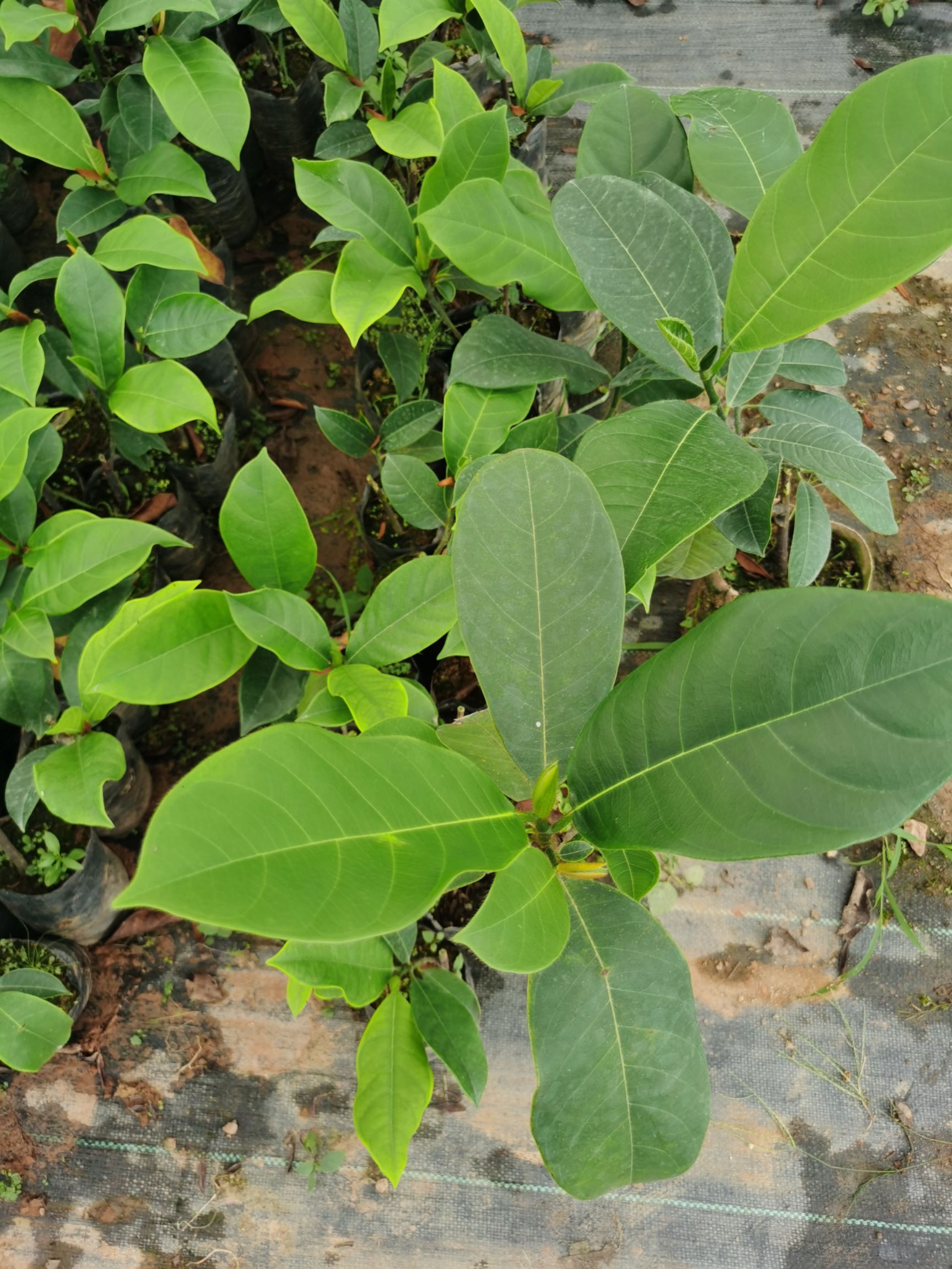 榴蓮蜜樹苗榴蓮蜜苗長相是菠蘿實則榴蓮味道帶原土帶葉發貨