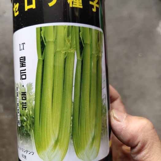 夏邑县西芹种子 皇后西芹，纯