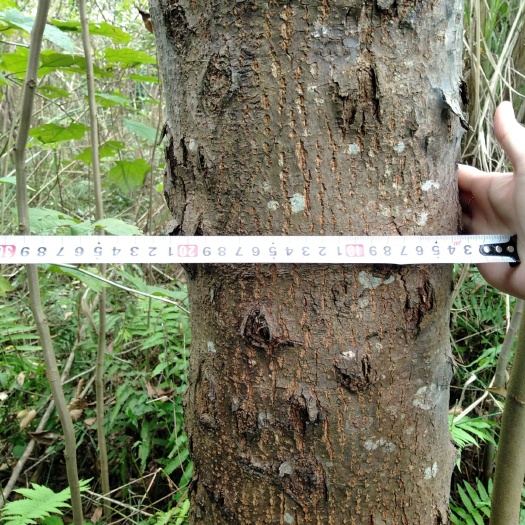 安岳县出售各种风景树：摇钱树（灯笼花）、朴树、紫薇、桂花树，规格齐