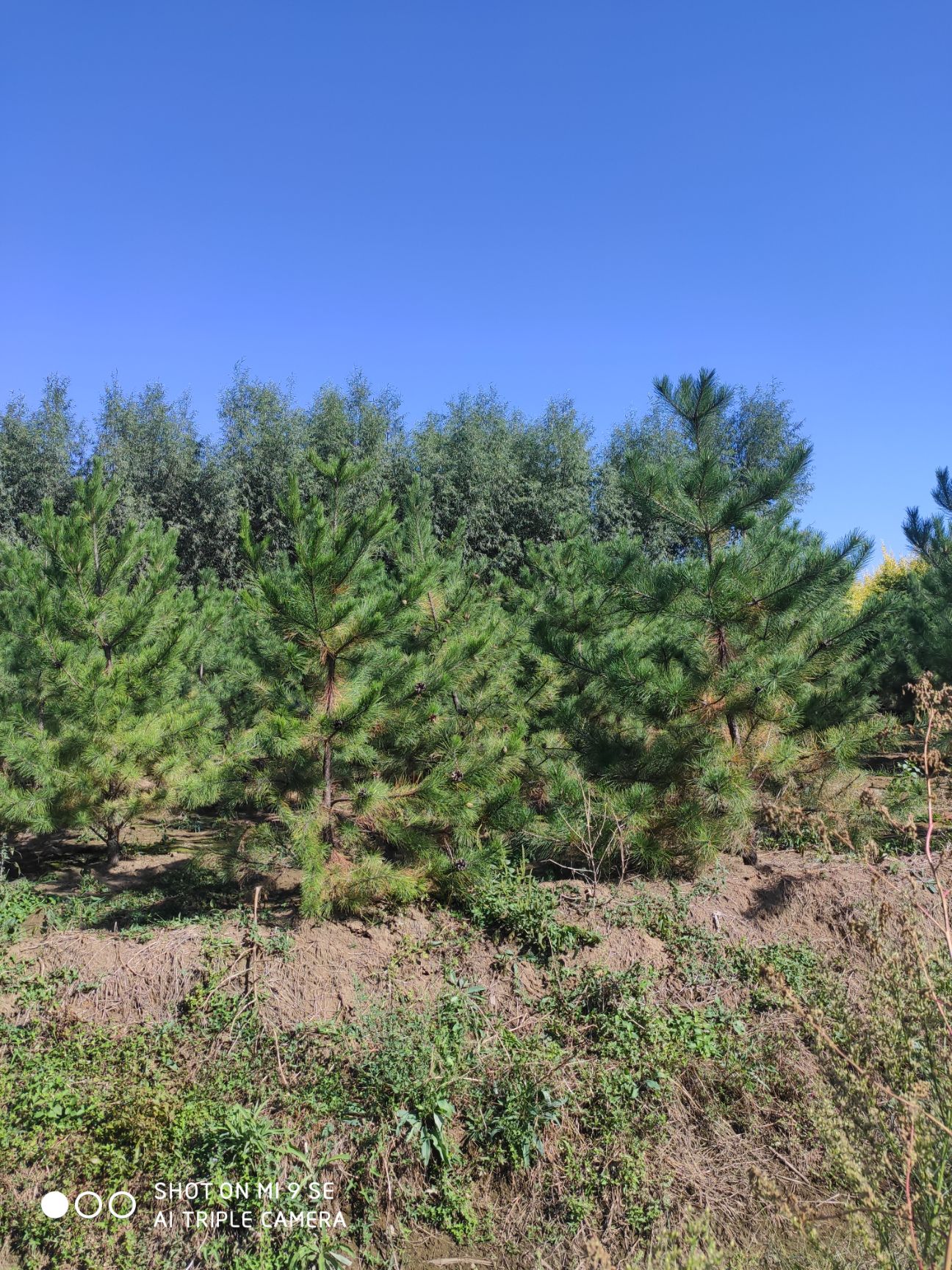 侧柏  苗圃直供 油松1-8米 规格全 价格低 保质保量