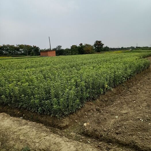常州 金边黄杨工程苗
