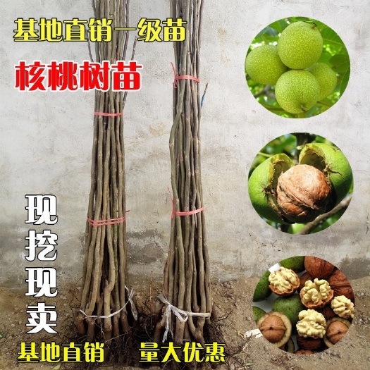 平邑县核桃树苗薄皮核桃苗嫁接苗南北种植包接果