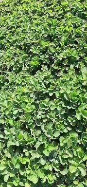 保定甜查理草莓苗品种纯产量高现出现发