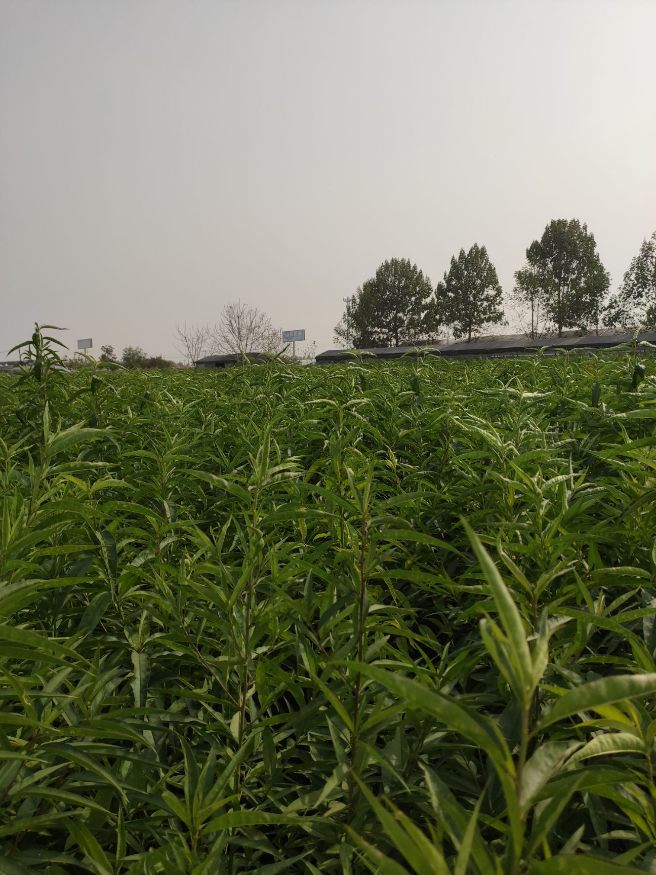 冬桃苗  傲雪冬桃树苗，极晚熟冬桃新品种，签约售苗保证纯度