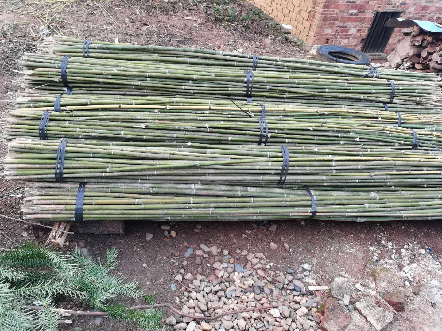 麻竹  ‘大批量供应优质各种大小竹子