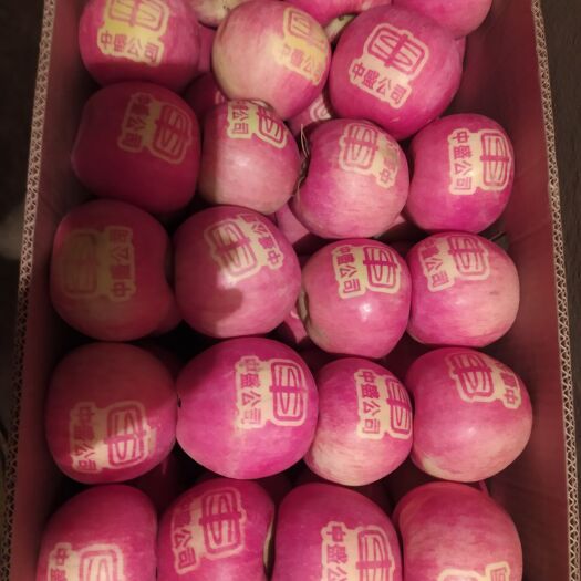 灯塔市寒富苹果
