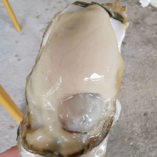 诏安县福建生蚝  烤生蚝通货  小蚝中蚝大蚝