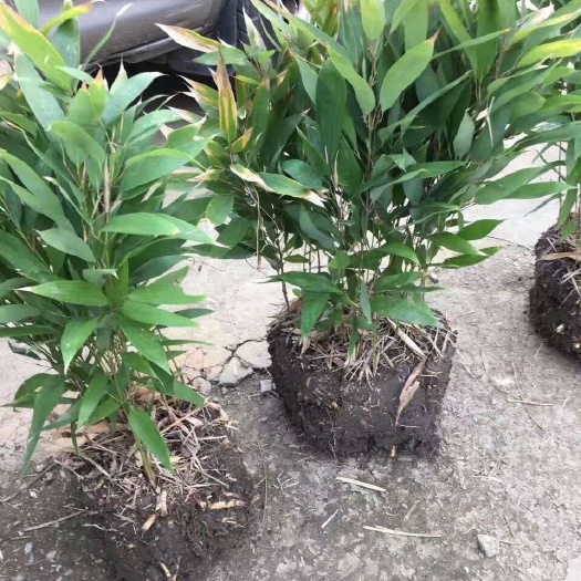 青州市箬竹