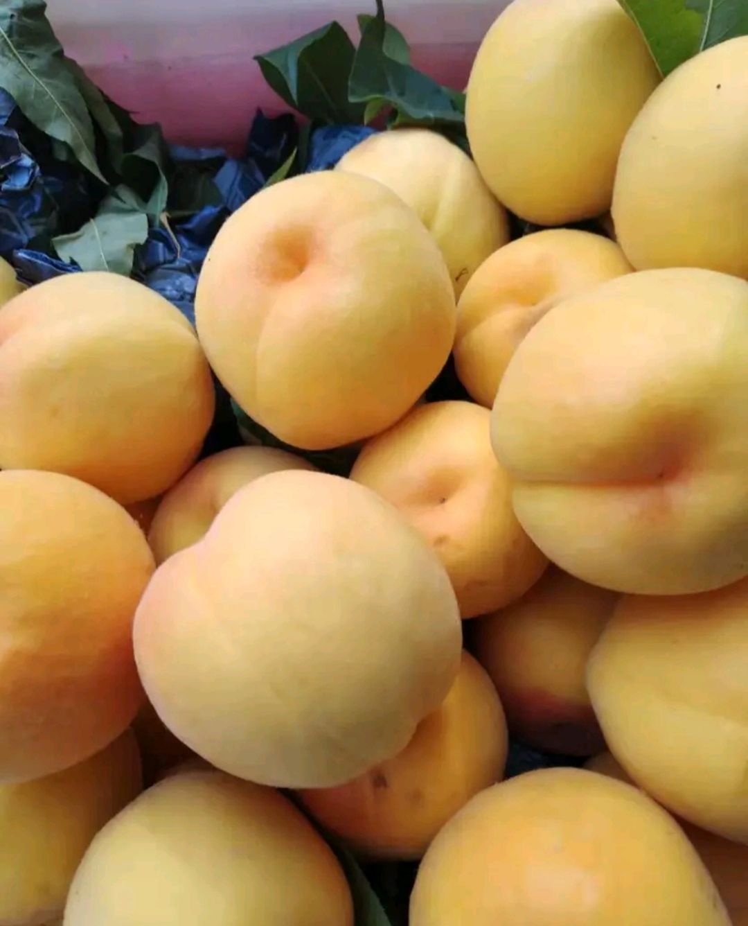 黄桃树苗  黄宝石3号黄桃苗，晚熟，纯甜个大黄