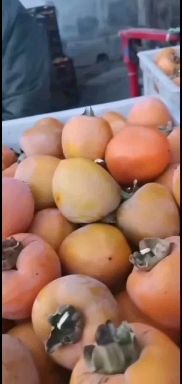 砀山县砀山脆柿子，甜柿子，太量上市，货源多，价格低，欢迎选购