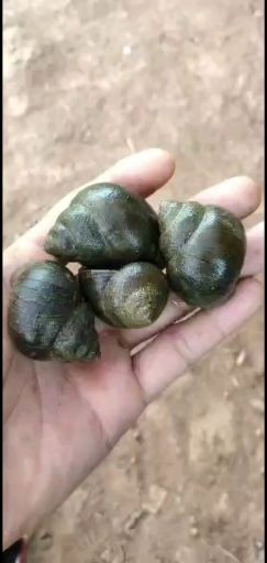 田螺种螺！商品螺