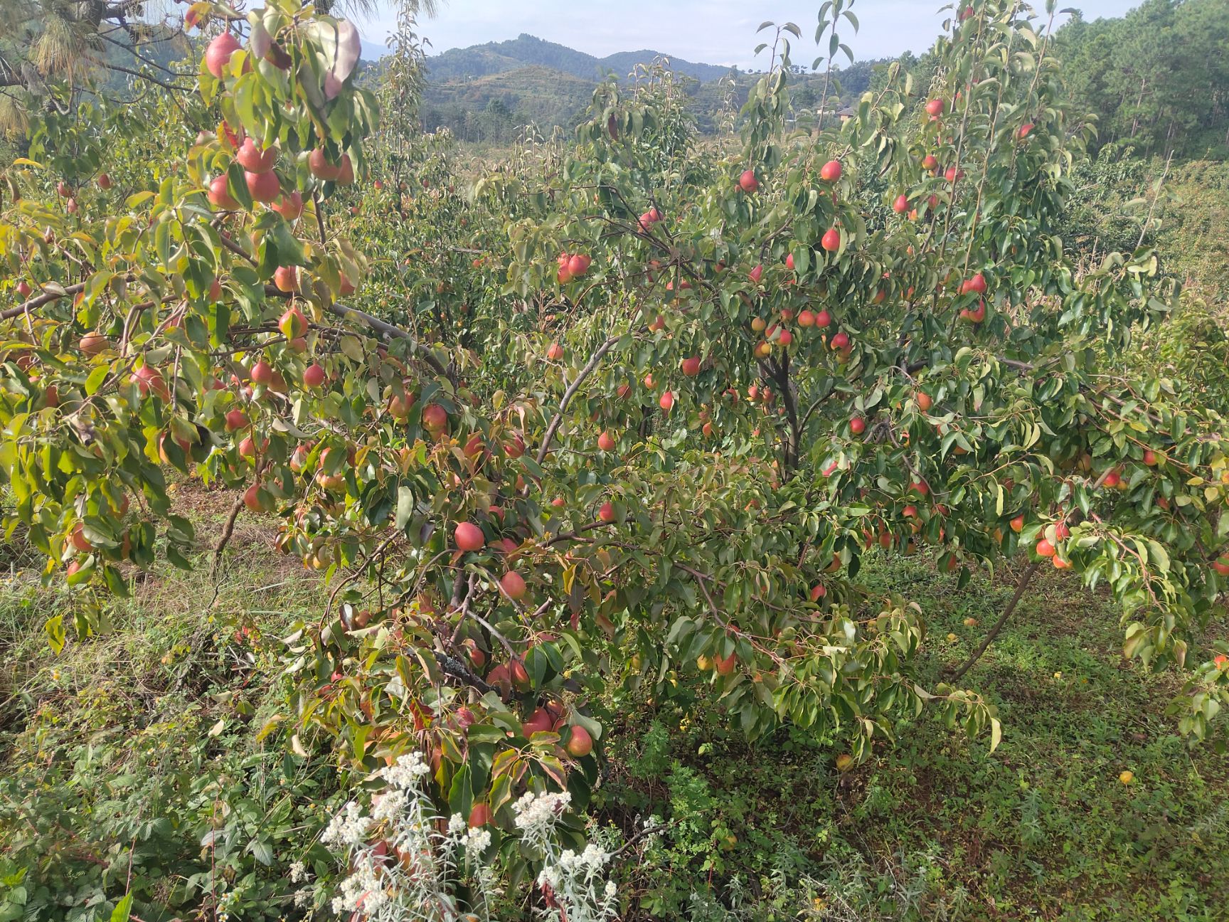 红梨 大凉山香园梨