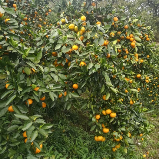 宜都市蜜柑 酸甜可口，皮薄水分足深山蜜橘大量出售