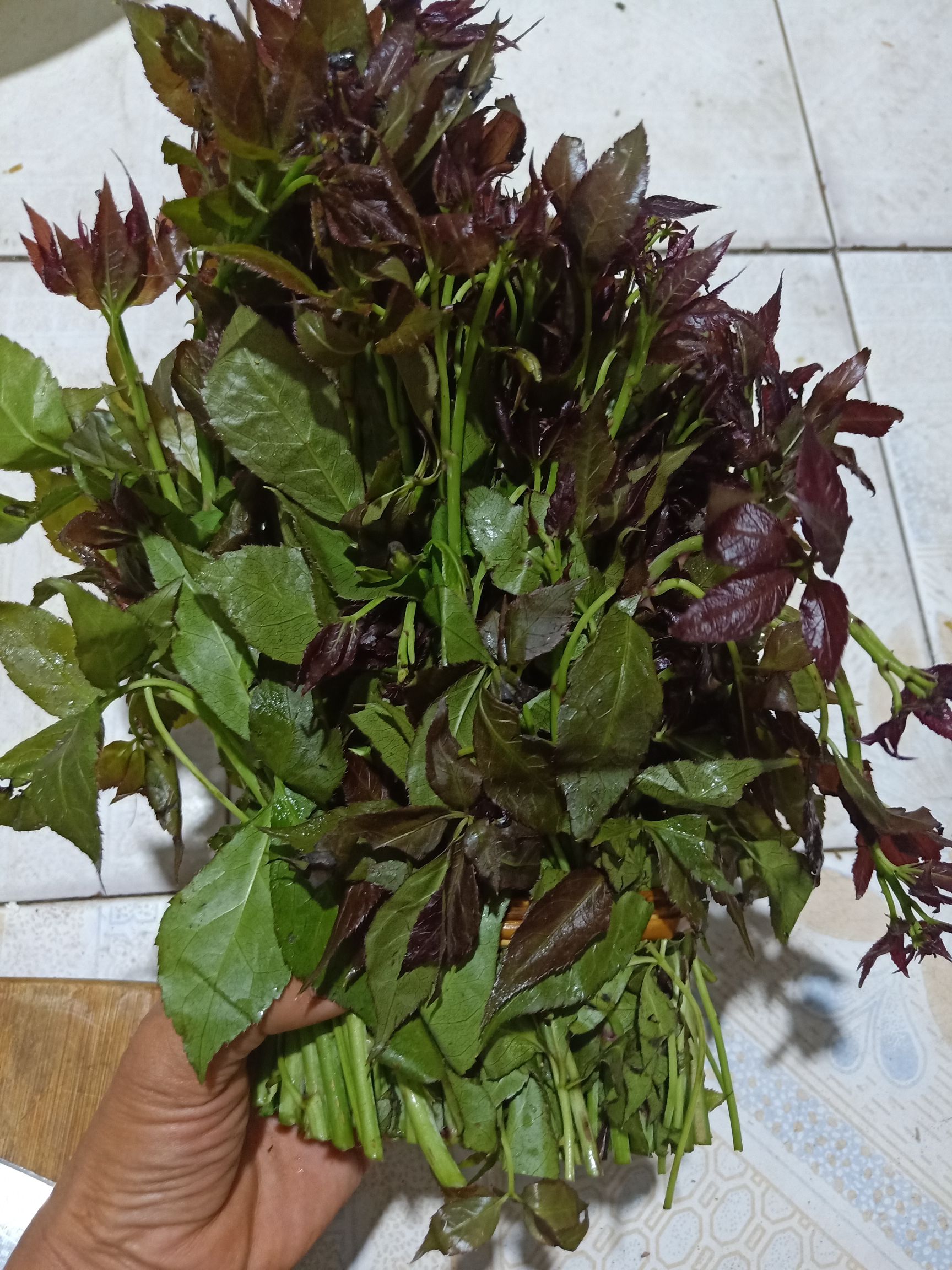 云南普洱刺五加菜_红色刺五加菜_不苦