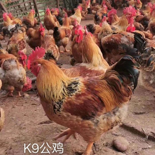 兴业县K9鸡苗  k9快大脱温鸡公母。50天左右均重一斤半以上
