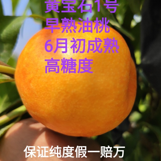 寿光市油桃苗  黄宝石1号桃树苗，极早熟油桃品种，糖度高，果面好
