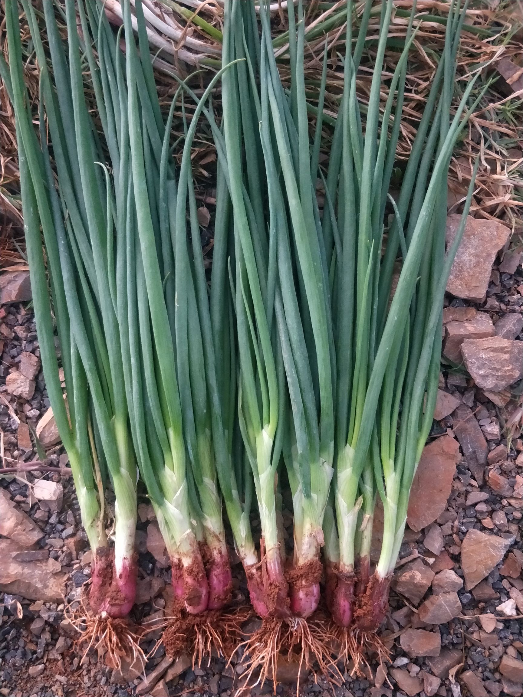 四季葱  小葱红葱 黑葱 云南红河泸西