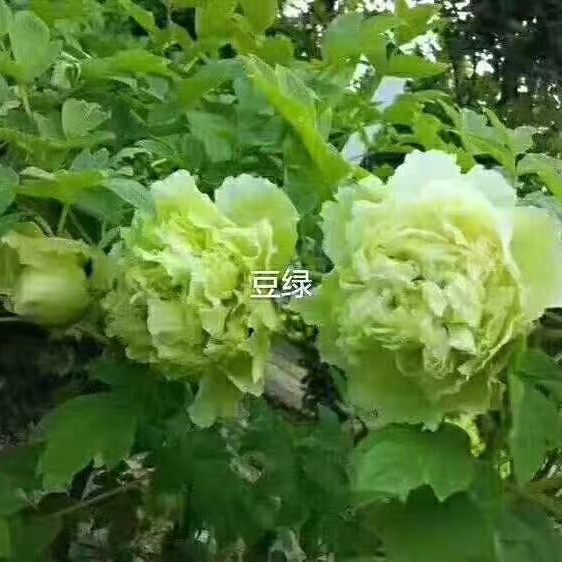 观赏牡丹 牡丹