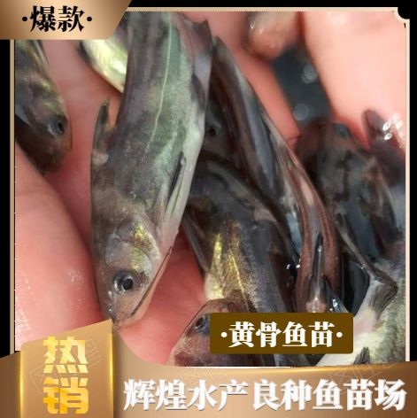南宁黄骨鱼苗，黄辣丁鱼苗，杂交黄骨鱼苗