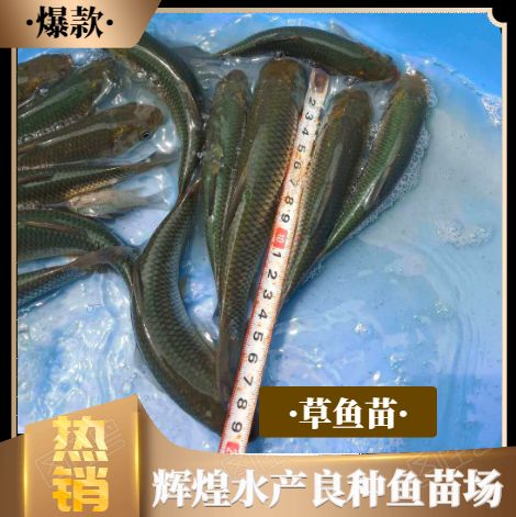 草鱼苗，鲩鱼苗，已打疫苗抗病力强，好养快大
