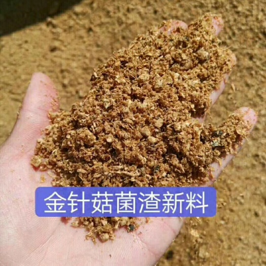 济宁食用菌渣 工厂化金针菇生产基地，长期稳定供应金针菇菌渣