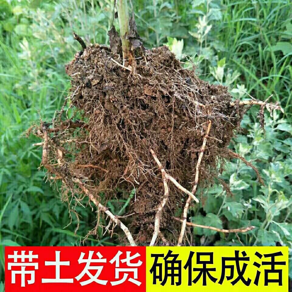 艾草苗  野生艾草室内驱蚊虫绿植艾蒿四季种植艾叶月子泡澡截杆带土发货