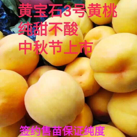 黄桃树苗  黄宝石3号黄桃苗，晚熟，纯甜个大黄