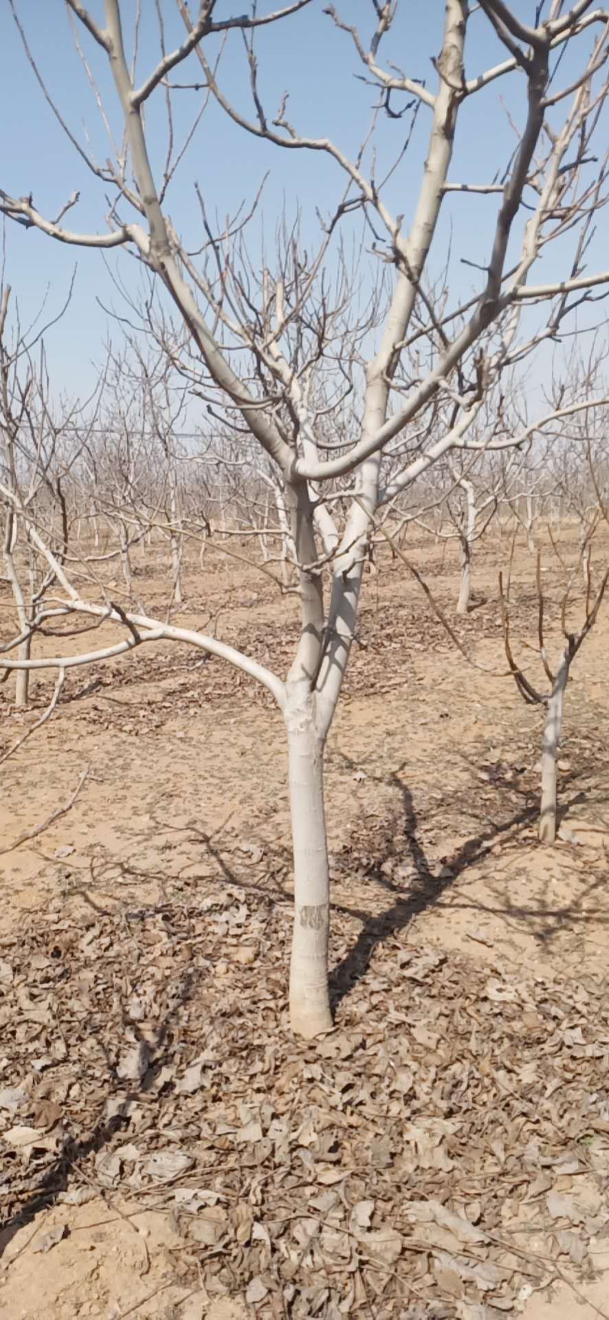 辽7核桃苗  各种规格核桃树核桃苗