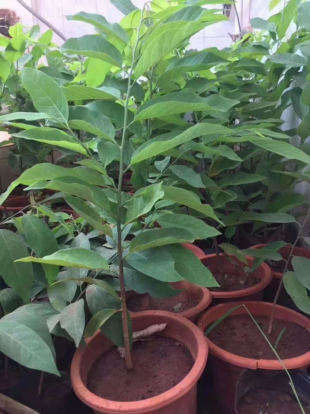 释迦果苗  红皮释迦番荔枝苗