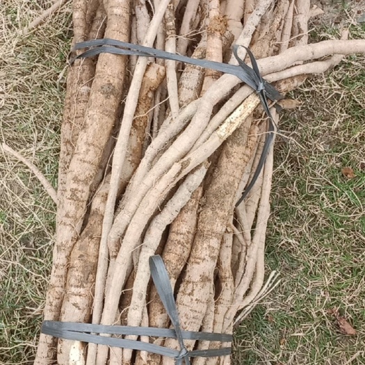 牛大力薯 可以一起统货 也可以分级别 八十亩地
