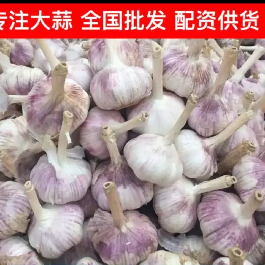 金乡县大蒜山东金乡大蒜   产地直销   欢迎大家前来选购