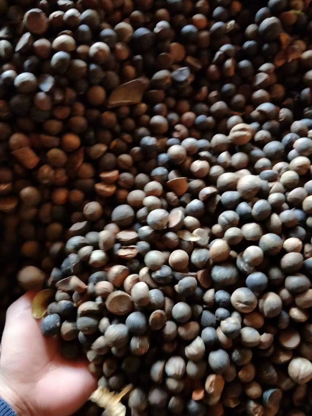 野山茶籽 油质好，出油率高，