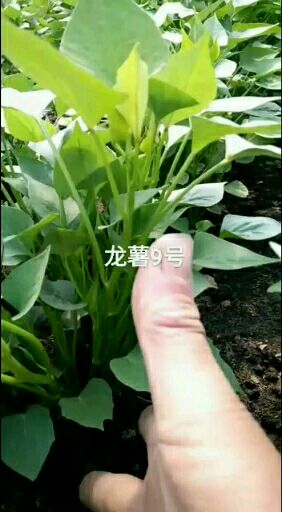 龙薯9号地瓜苗25㎝~30㎝脱毒种薯，早熟高产品种，基地直供