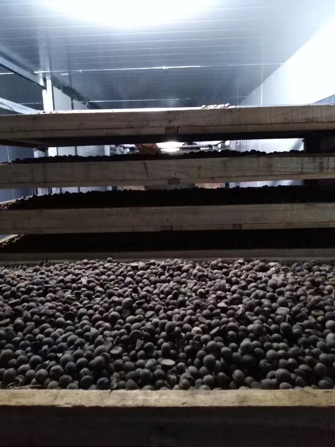 小茶籽  油质好，口感好老树茶籽，珍珠籽小籽大量供应