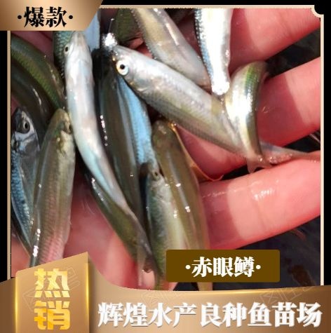 南宁一手货源直供没有中间商赚差价，赤眼鳟鱼苗，赤眼鱼苗红眼鲮鱼苗