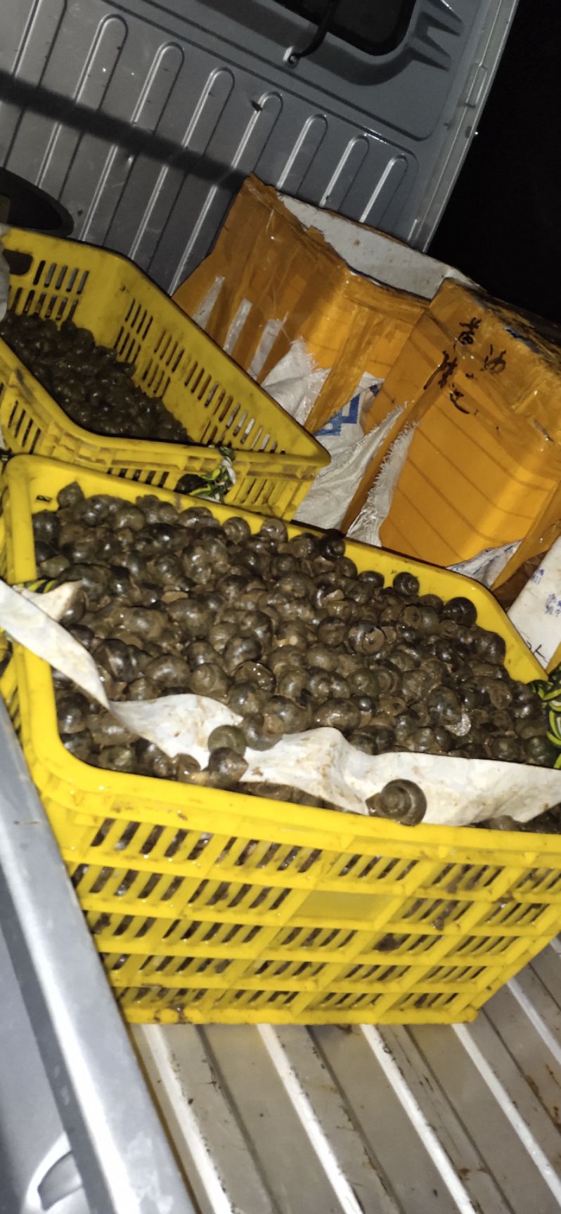 田螺种螺！商品螺