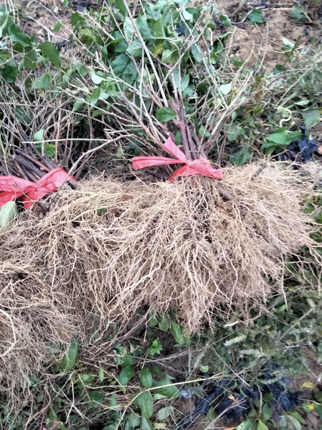 红心猕猴桃苗  水杨桃苗，猕猴桃粘木苗，基地直发，量大从优，欢迎选购！