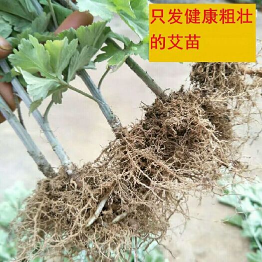 随县艾草苗 种子种苗 湖北随县发货 新鲜健康适种 园艺花草好选择