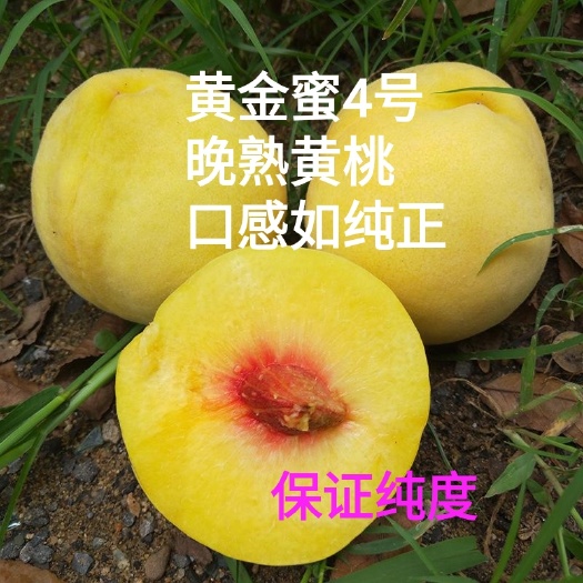 黄金蜜4号苗  晚熟黄桃，黄金蜜4号黄桃苗，口感好，丰产