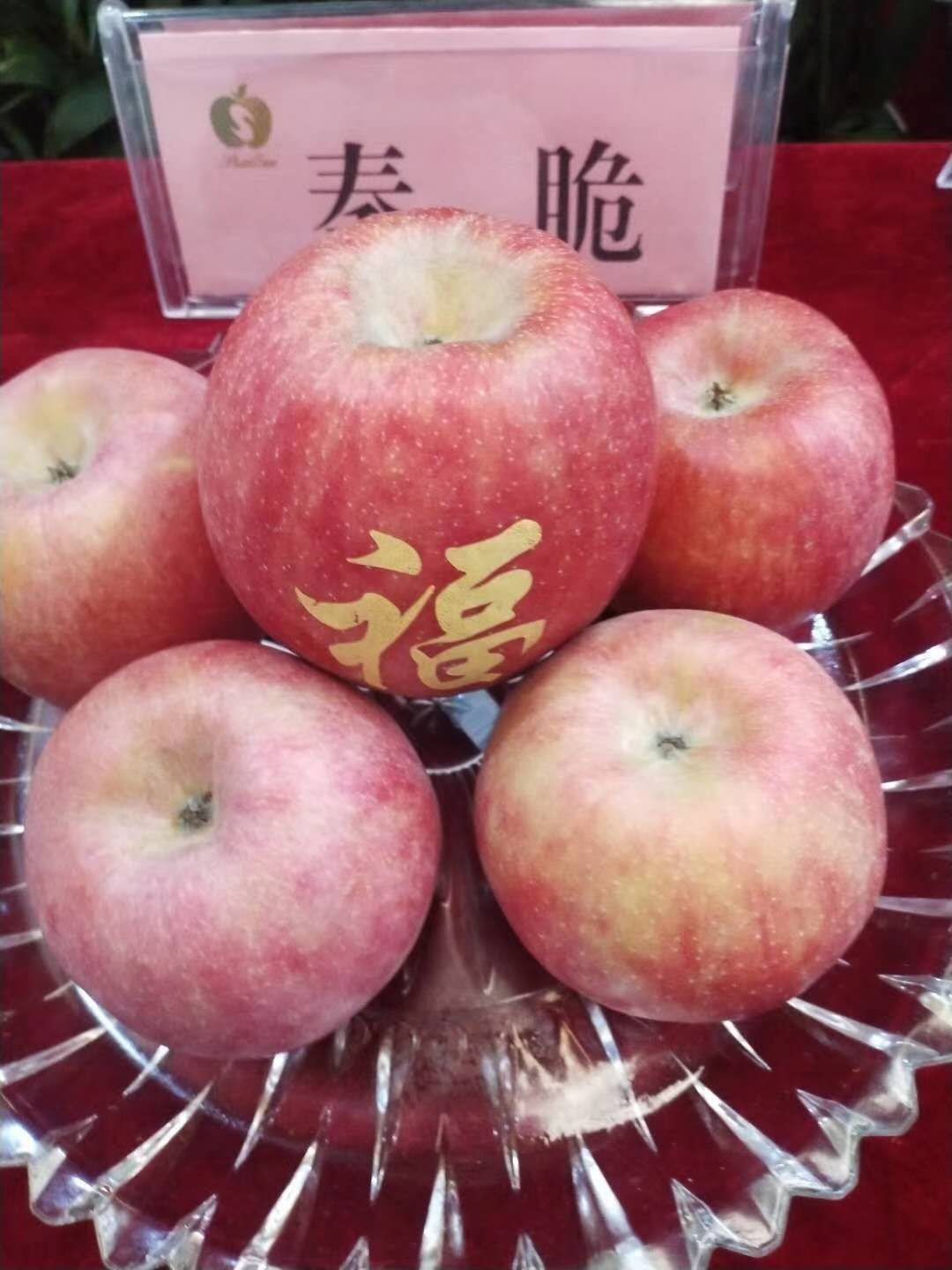 秦脆苹果树苗  瑞雪苹果苗  维纳斯黄金苹果苗 富士苹果苗