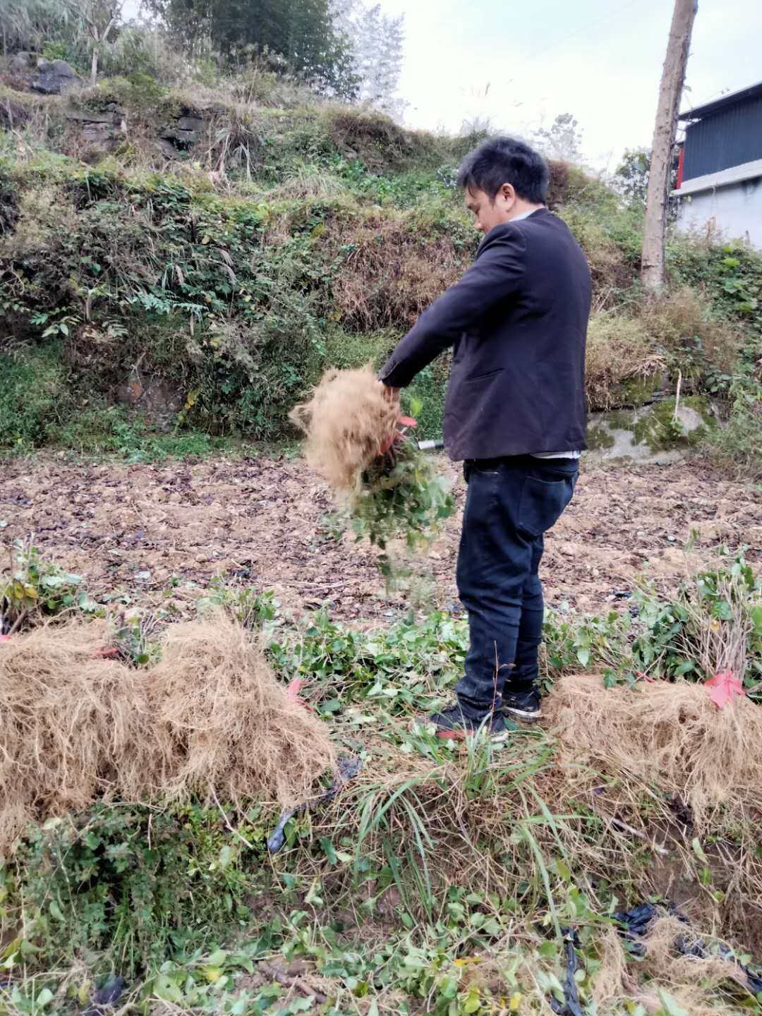 红心猕猴桃苗  水杨桃苗，猕猴桃粘木苗，基地直发，量大从优，欢迎选购！