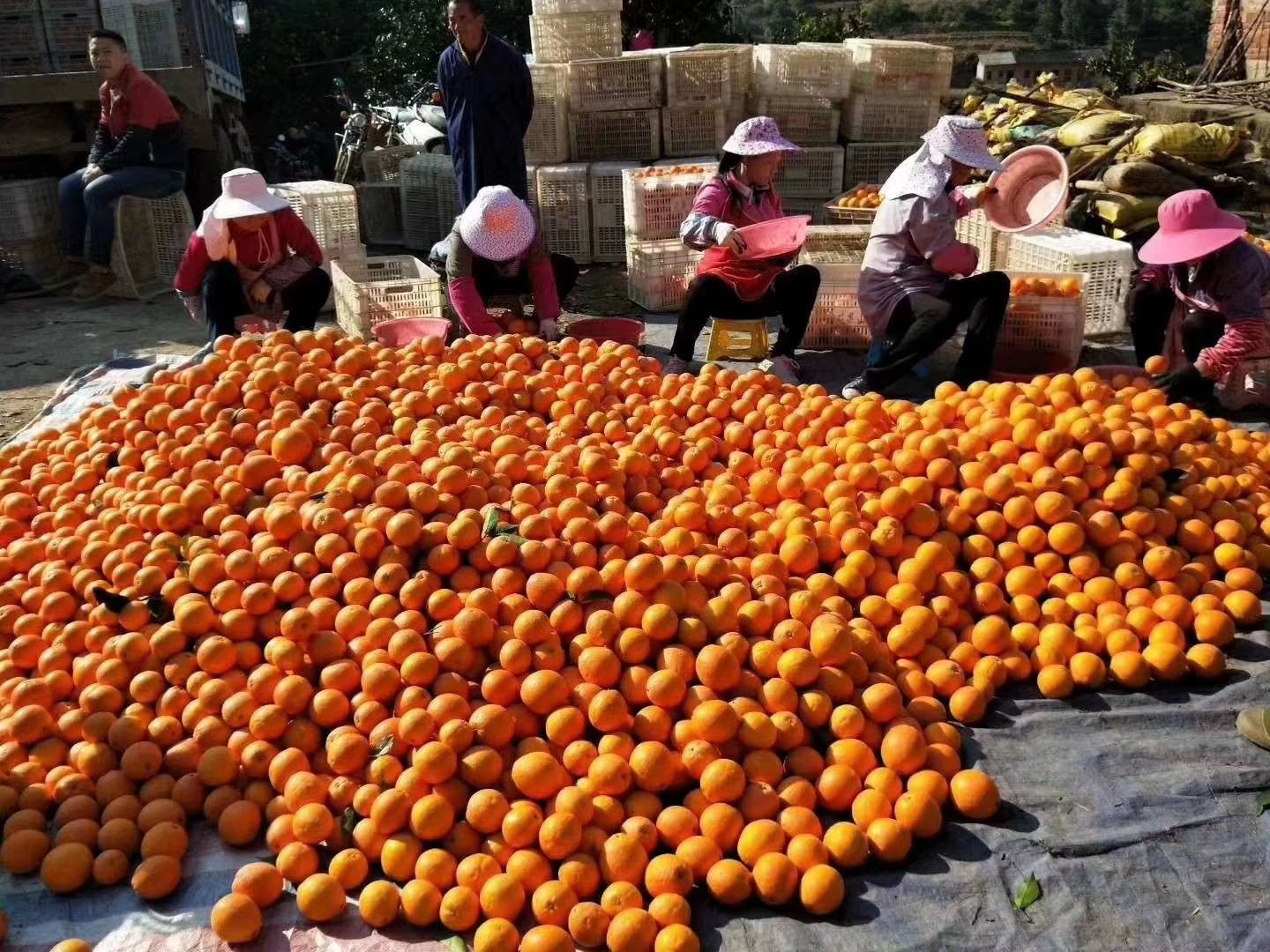 赣南脐橙主产区寻乌脐橙产地直发，电商落地配，一件代发。